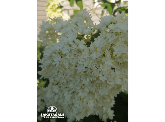 Hydrangea arborescens   'Hayes Starburst'